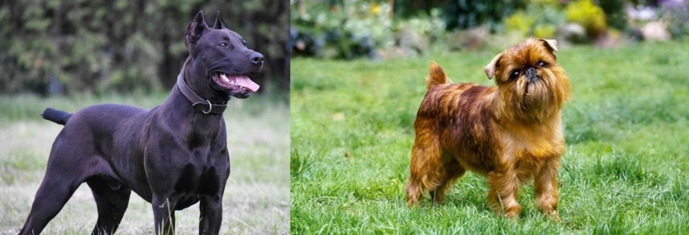 Brussels Griffon vs Canis Panther - Breed Comparison