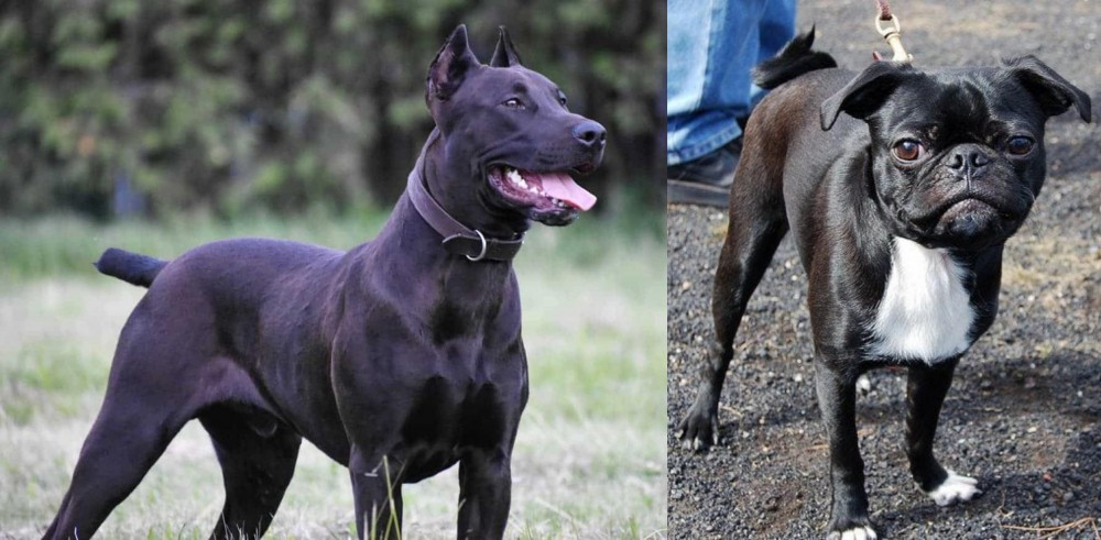 Bugg vs Canis Panther - Breed Comparison