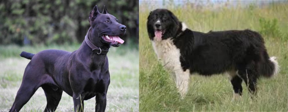 Bulgarian Shepherd vs Canis Panther - Breed Comparison