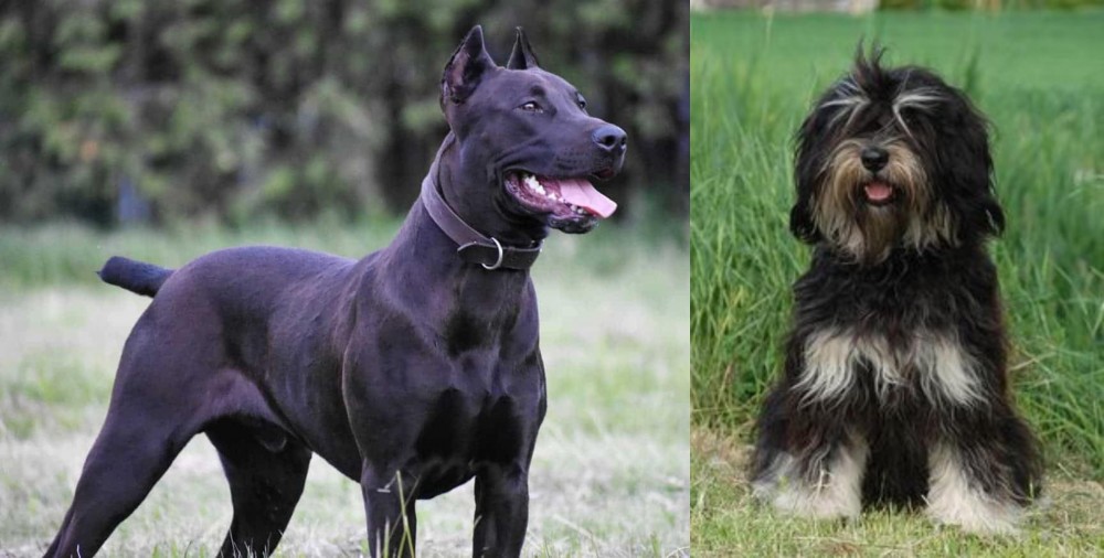 Cao da Serra de Aires vs Canis Panther - Breed Comparison