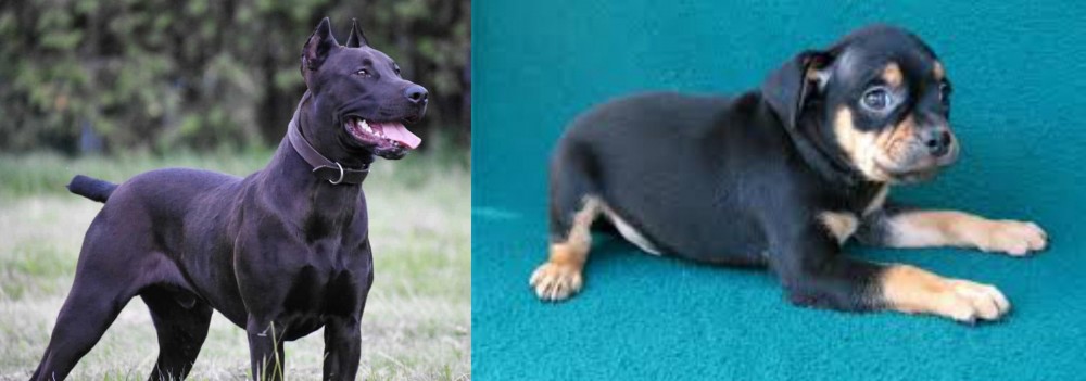 Carlin Pinscher vs Canis Panther - Breed Comparison