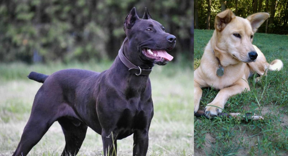 Carolina Dog vs Canis Panther - Breed Comparison