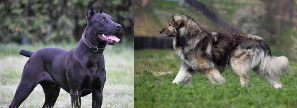 Carpatin vs Canis Panther - Breed Comparison