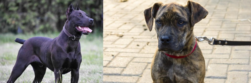 Catahoula Bulldog vs Canis Panther - Breed Comparison