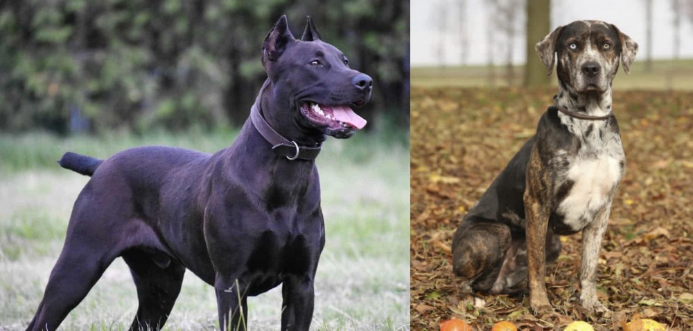 Catahoula Leopard vs Canis Panther - Breed Comparison