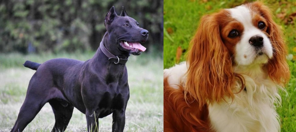 Cavalier King Charles Spaniel vs Canis Panther - Breed Comparison