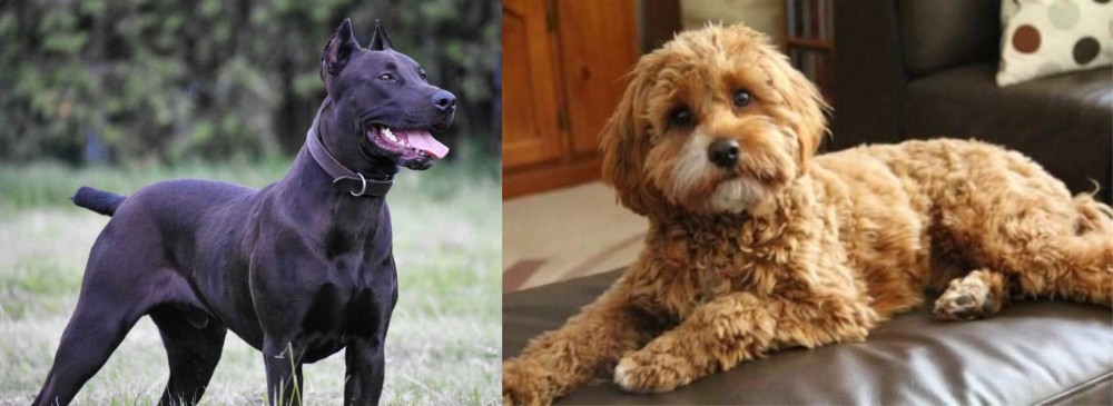 Cavapoo vs Canis Panther - Breed Comparison
