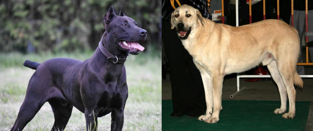 Central Anatolian Shepherd vs Canis Panther - Breed Comparison