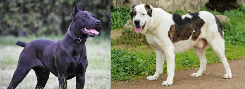 Central Asian Shepherd vs Canis Panther - Breed Comparison