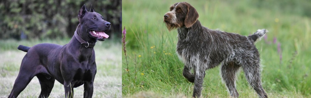 Cesky Fousek vs Canis Panther - Breed Comparison