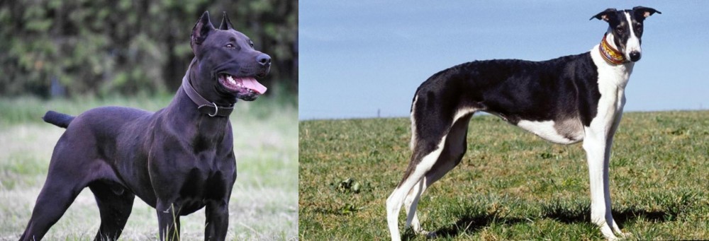 Chart Polski vs Canis Panther - Breed Comparison