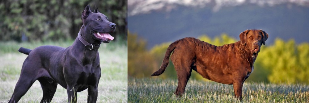 Chesapeake Bay Retriever vs Canis Panther - Breed Comparison