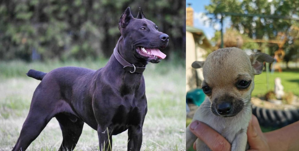Chihuahua vs Canis Panther - Breed Comparison