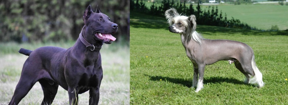 Chinese Crested Dog vs Canis Panther - Breed Comparison