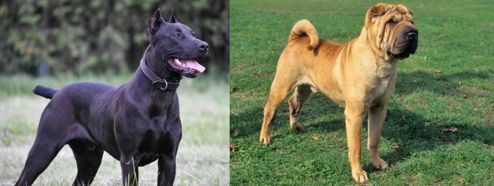 Chinese Shar Pei vs Canis Panther - Breed Comparison