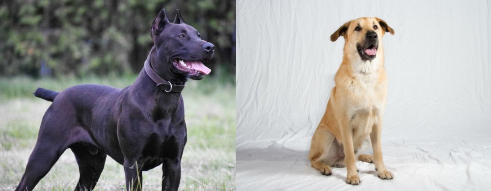 Chinook vs Canis Panther - Breed Comparison