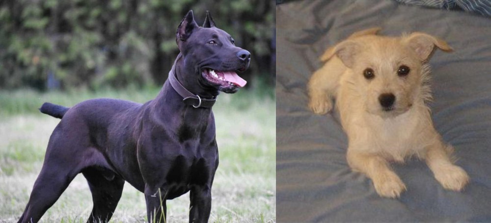 Chipoo vs Canis Panther - Breed Comparison