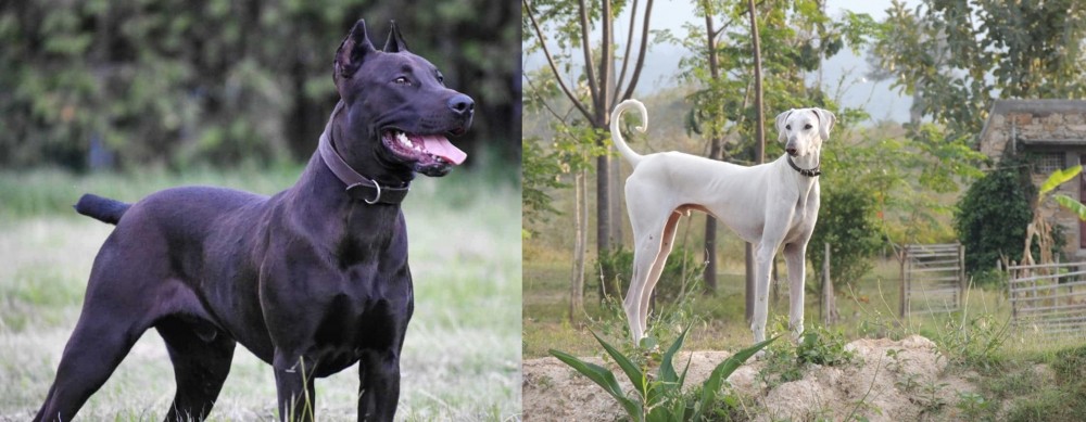 Chippiparai vs Canis Panther - Breed Comparison