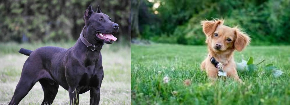 Chiweenie vs Canis Panther - Breed Comparison