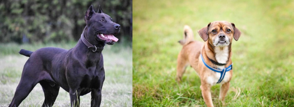 Chug vs Canis Panther - Breed Comparison