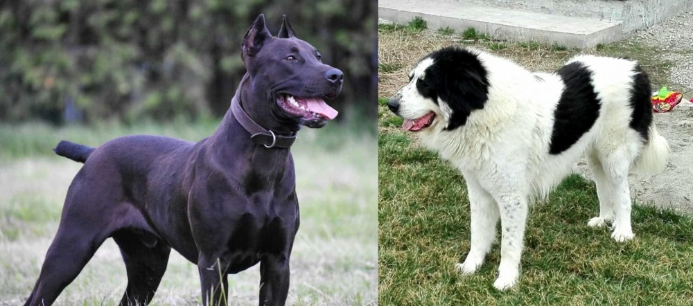 Ciobanesc de Bucovina vs Canis Panther - Breed Comparison