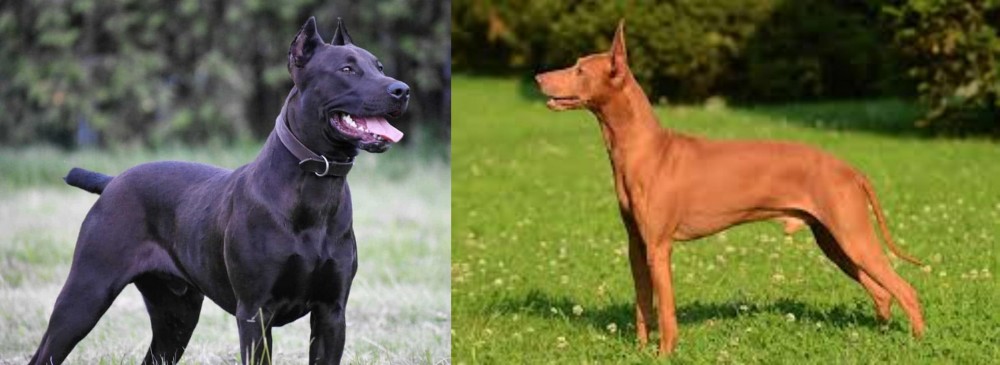 Cirneco dell'Etna vs Canis Panther - Breed Comparison