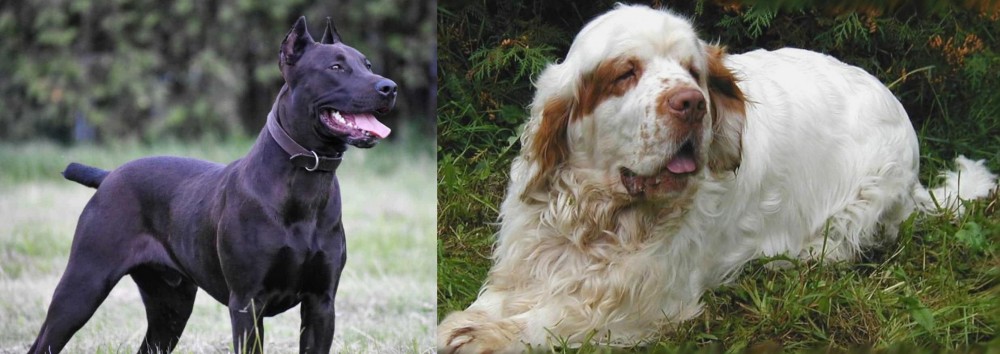 Clumber Spaniel vs Canis Panther - Breed Comparison