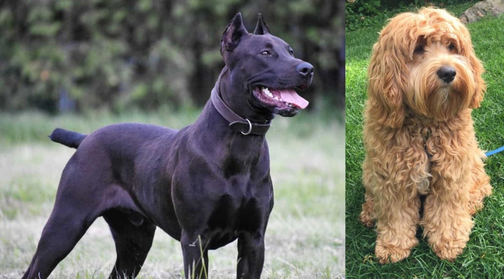 Cockapoo vs Canis Panther - Breed Comparison