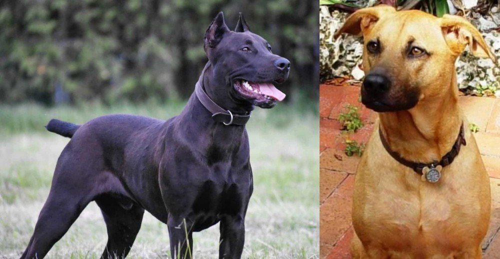 Combai vs Canis Panther - Breed Comparison