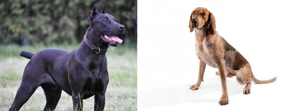 Coonhound vs Canis Panther - Breed Comparison