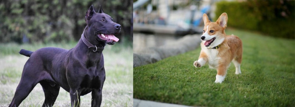 Corgi vs Canis Panther - Breed Comparison