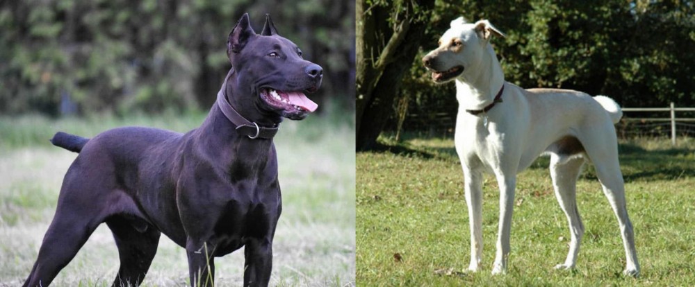 Cretan Hound vs Canis Panther - Breed Comparison