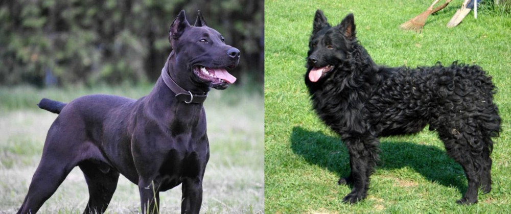 Croatian Sheepdog vs Canis Panther - Breed Comparison