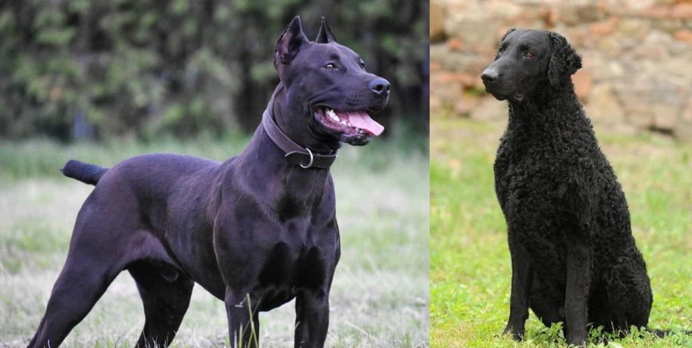 Curly Coated Retriever vs Canis Panther - Breed Comparison