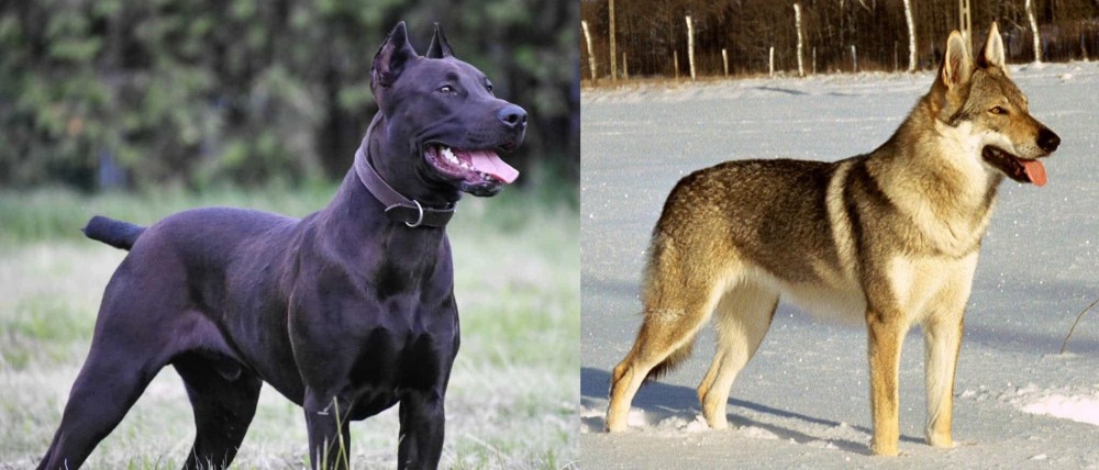 Czechoslovakian Wolfdog vs Canis Panther - Breed Comparison