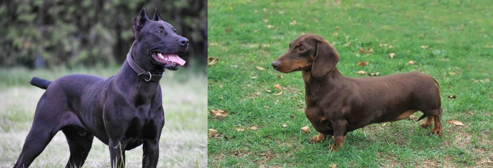 Dachshund vs Canis Panther - Breed Comparison