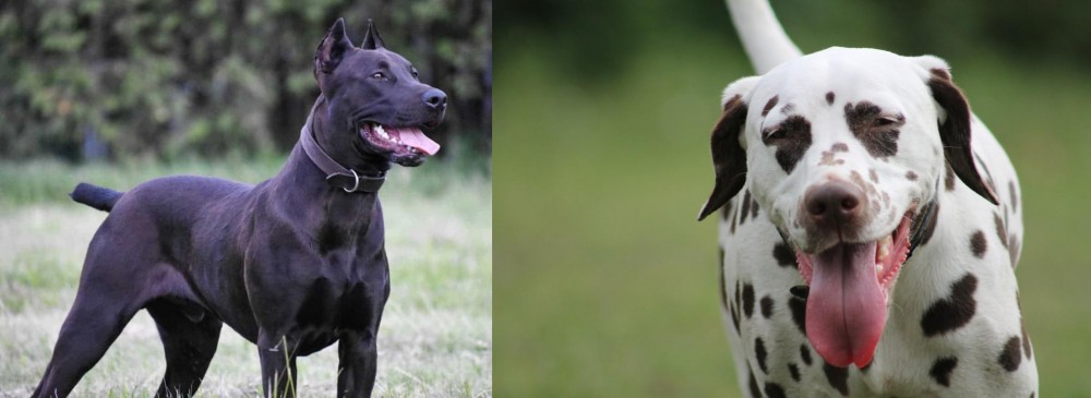 Dalmatian vs Canis Panther - Breed Comparison