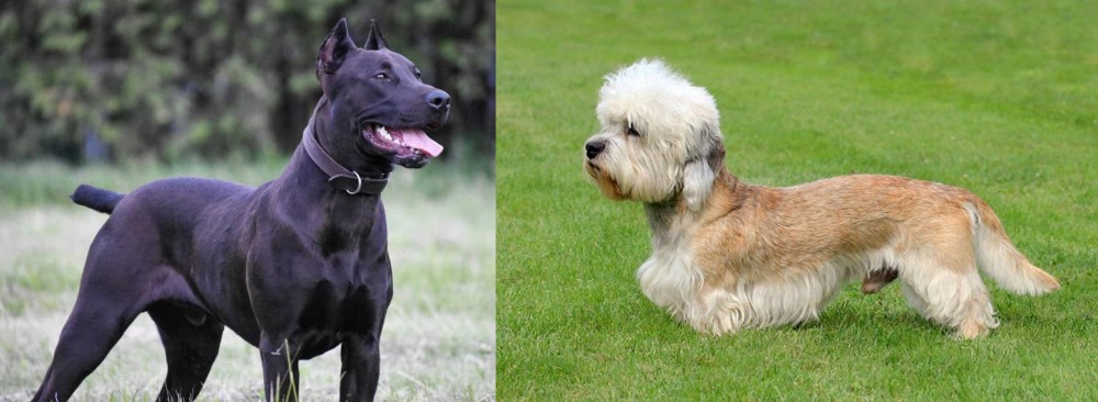 Dandie Dinmont Terrier vs Canis Panther - Breed Comparison