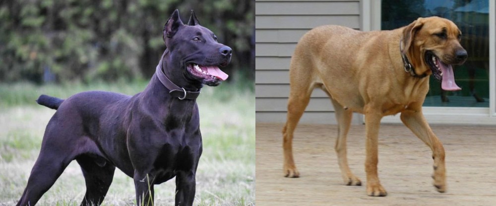 Danish Broholmer vs Canis Panther - Breed Comparison