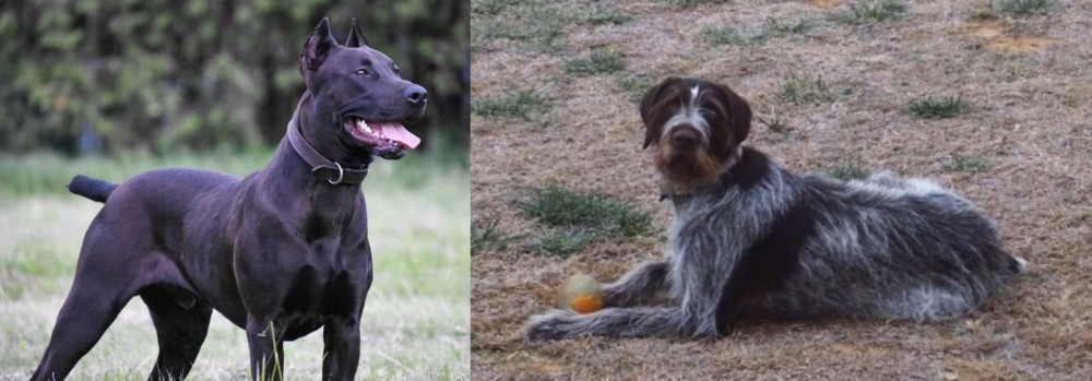 Deutsch Drahthaar vs Canis Panther - Breed Comparison