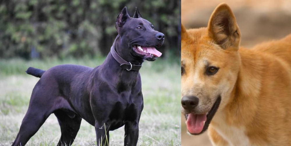 Dingo vs Canis Panther - Breed Comparison