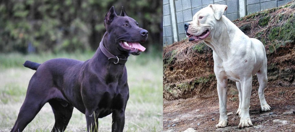 Dogo Guatemalteco vs Canis Panther - Breed Comparison