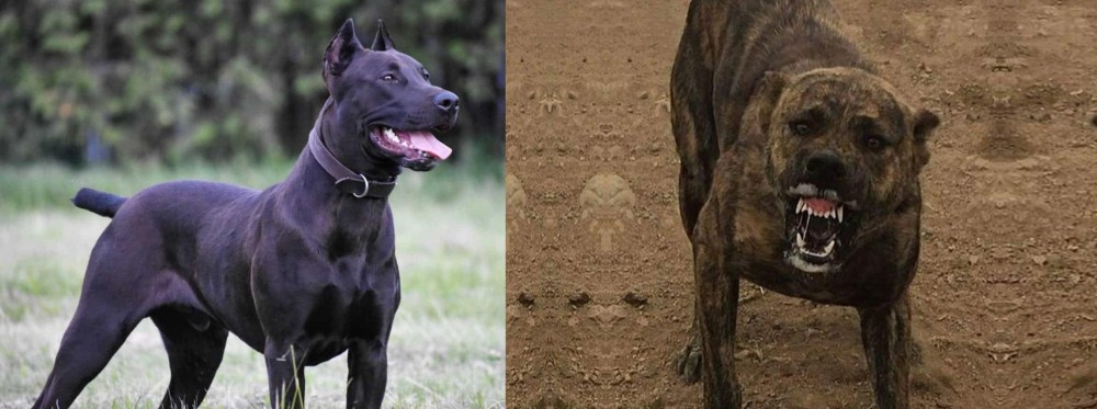 Dogo Sardesco vs Canis Panther - Breed Comparison