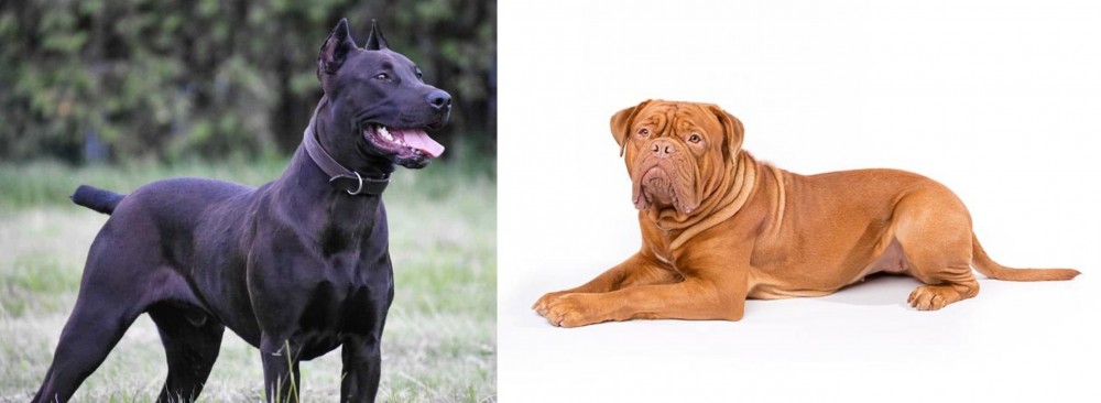Dogue De Bordeaux vs Canis Panther - Breed Comparison