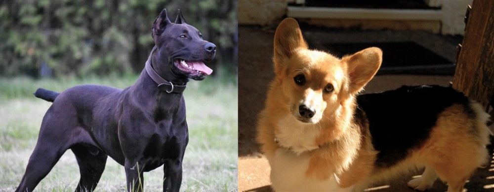 Dorgi vs Canis Panther - Breed Comparison