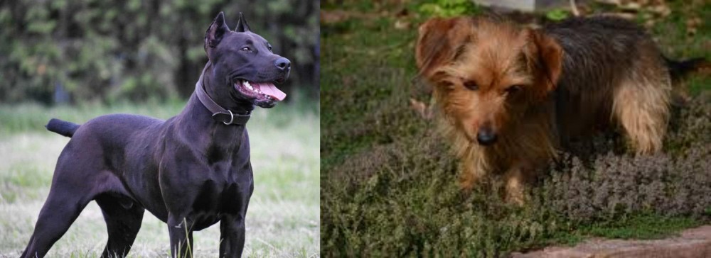 Dorkie vs Canis Panther - Breed Comparison