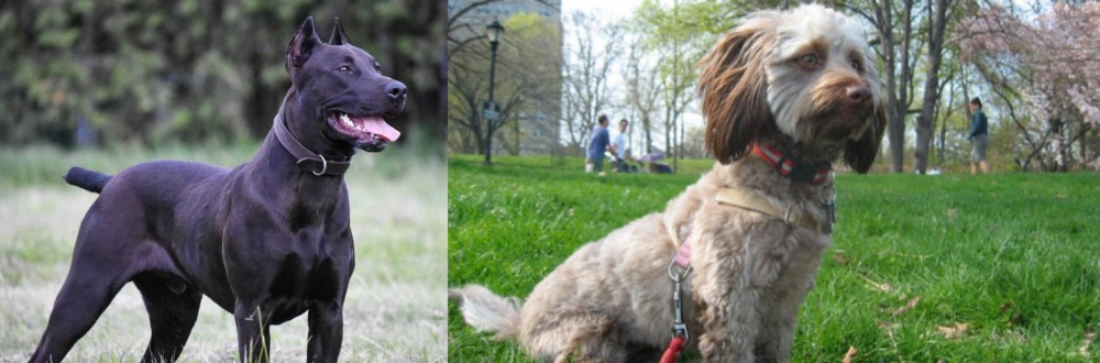 Doxiepoo vs Canis Panther - Breed Comparison