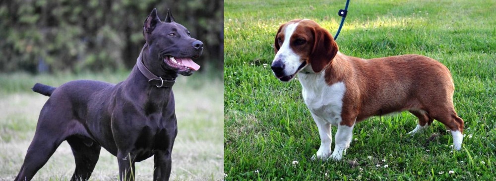 Drever vs Canis Panther - Breed Comparison