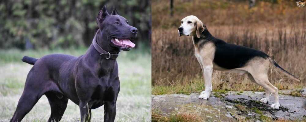 Dunker vs Canis Panther - Breed Comparison