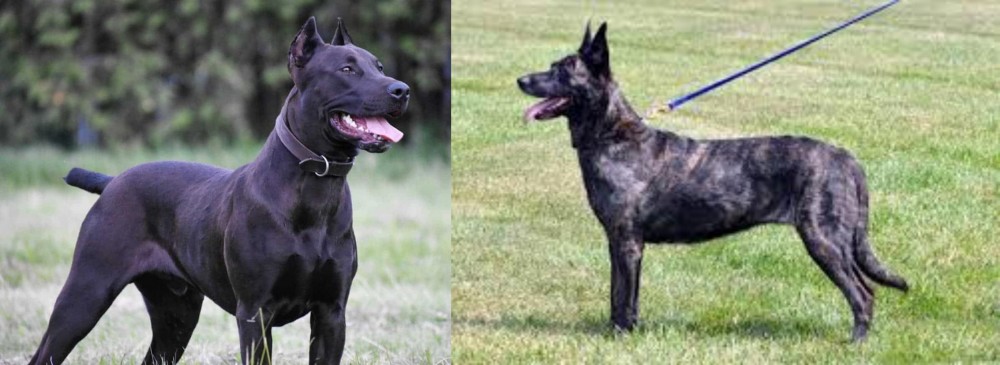 Dutch Shepherd vs Canis Panther - Breed Comparison